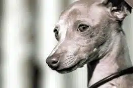 Dachshund Italian Greyhound Mix: A Cute Italian Doxie