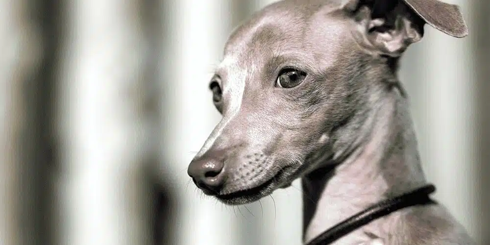 Dachshund Italian Greyhound Mix: A Cute Italian Doxie