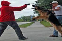 Ten Dog Breeds That Will Risk Their Own Life To Protect You and Your Children