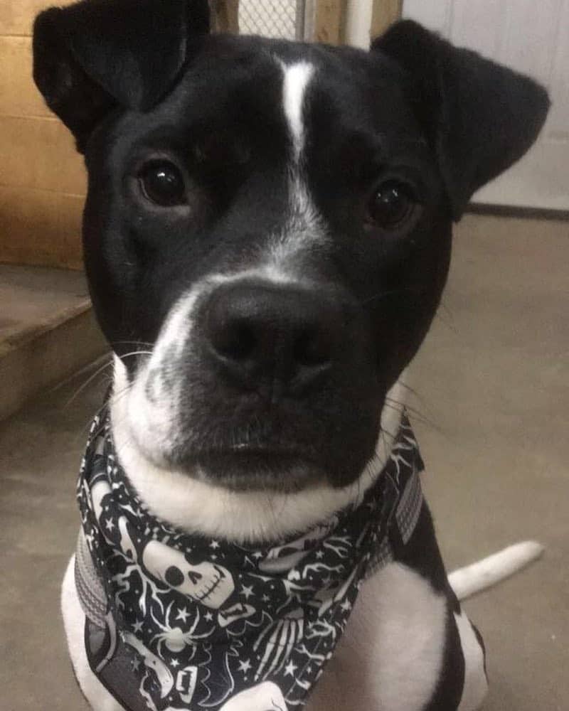 Pitbull Lab Mix Facts