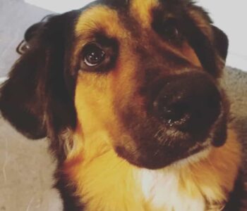 Bernese Mountain Dog + German Shepherd Mix Facts