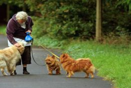 Top 10 Most Popular Breeds Among the Baby Boomer Generation