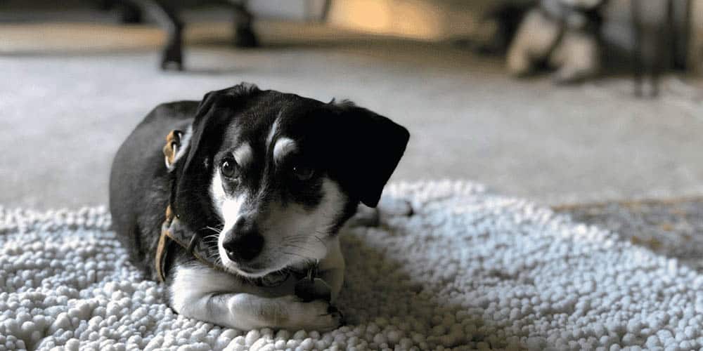 Rat Terrier Dachshund Mix: The Tiny Turbulent Troublemaker
