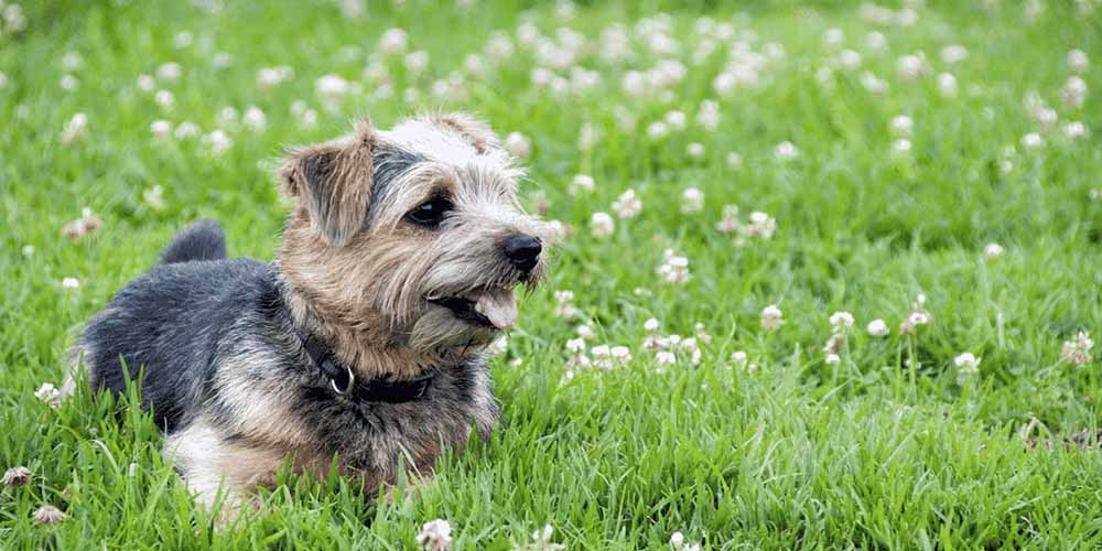 Cairn Terrier Dachshund Mix: An Exotic Name for a Chill Doggo
