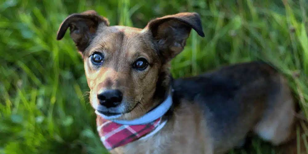 Dachshund Terrier Mix: The Feisty and the Sausage