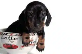 Teacup Dachshund: Are They Your Cup of Tea?