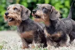 Wire Haired Dachshund: A Furry Fluff