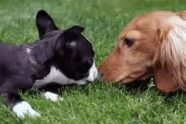Dachshund Boston Terrier Mix: The Adorable Bo-Dach