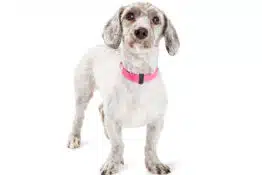 Dachshund Poodle Mix: The Best Doxiepoo Guide