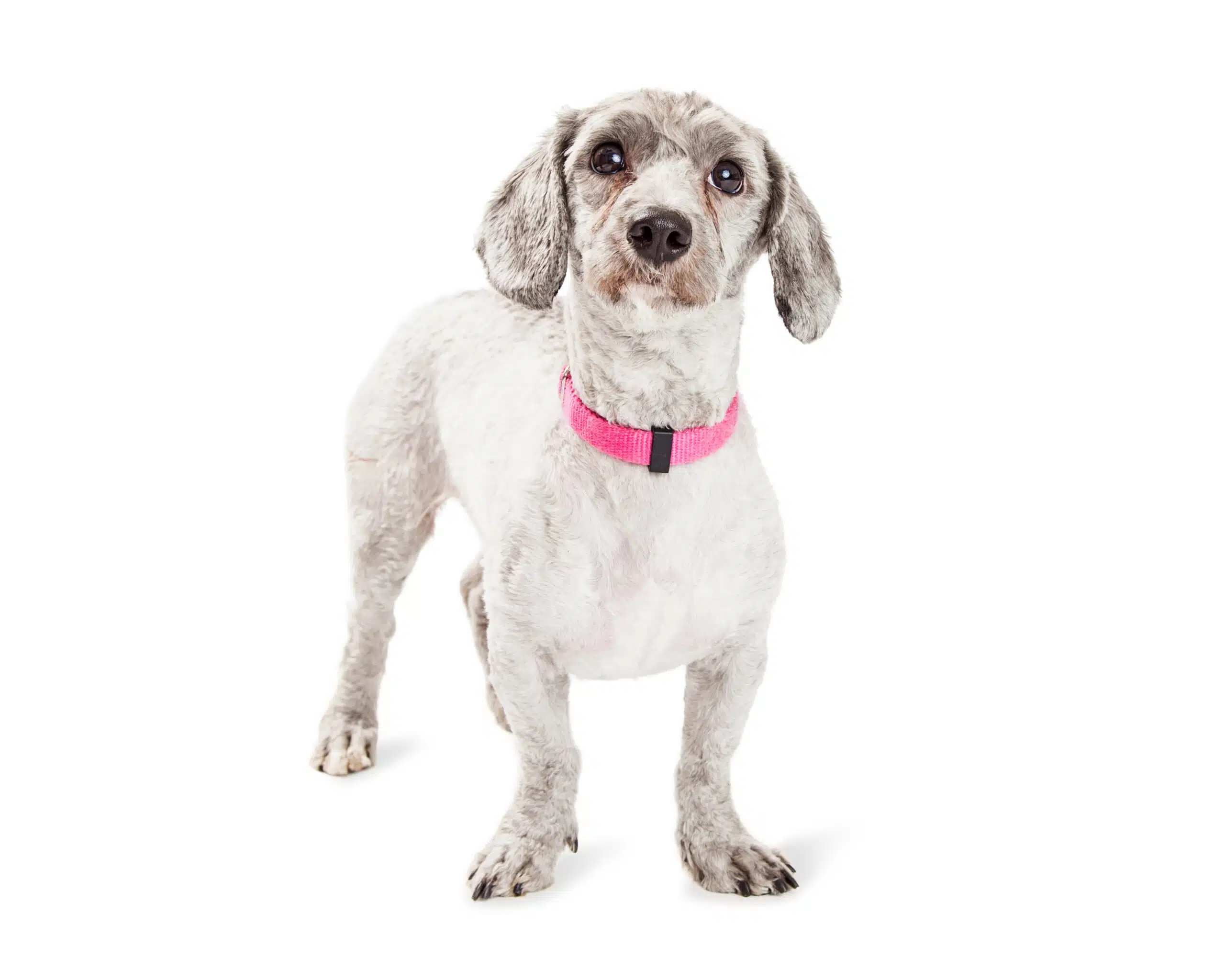 Dachshund Poodle Mix: The Best Doxiepoo Guide