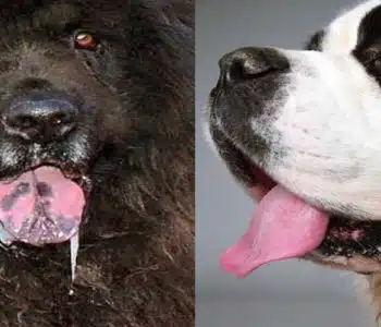 The 10 Dog Breeds That Slobber The Most