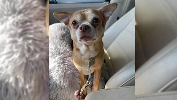 Two-Year-old “Demonic” Chihuahua Prancer Adoption Video Goes Viral