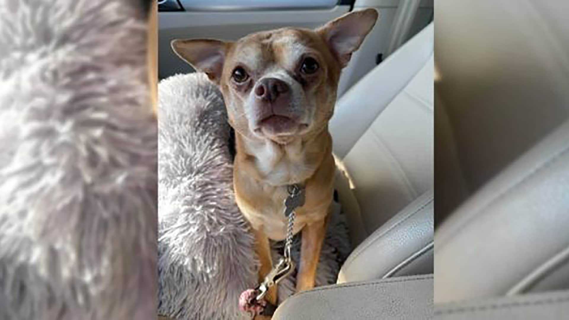 TwoYearold “Demonic” Chihuahua Prancer Adoption Video Goes Viral(02)