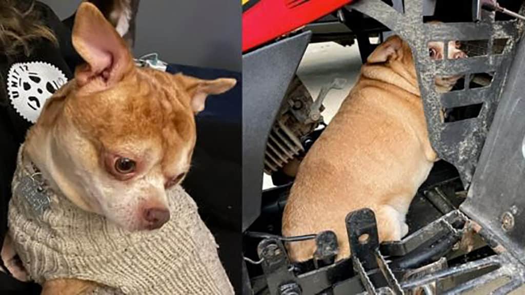 TwoYearold “Demonic” Chihuahua Prancer Adoption Video Goes Viral