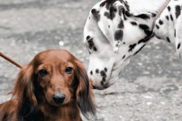 Dachshund Dalmatian Mix: Cruella De Vil’s Almost-Pet-Companion