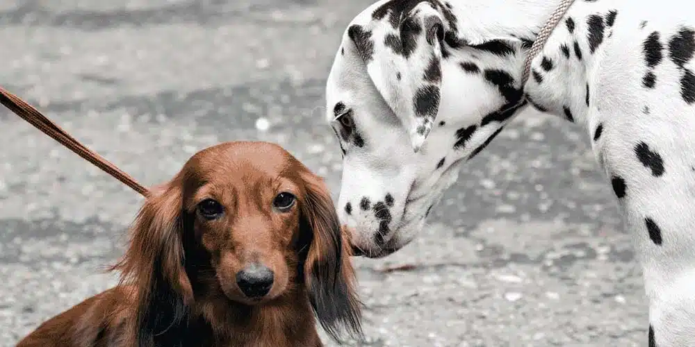 Dachshund Dalmatian Mix: Cruella De Vil’s Almost-Pet-Companion
