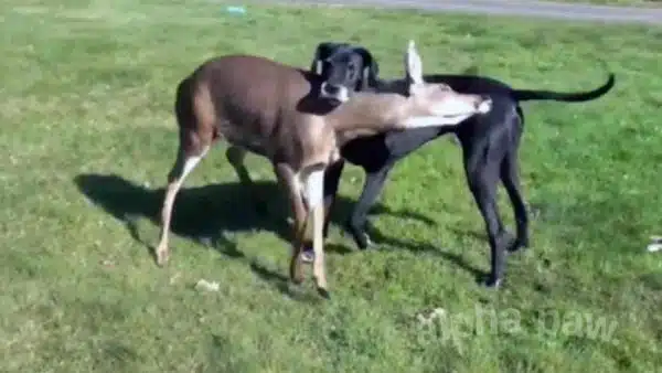 Video: An Amazing Animal Friendship Between A Dog and A Deer