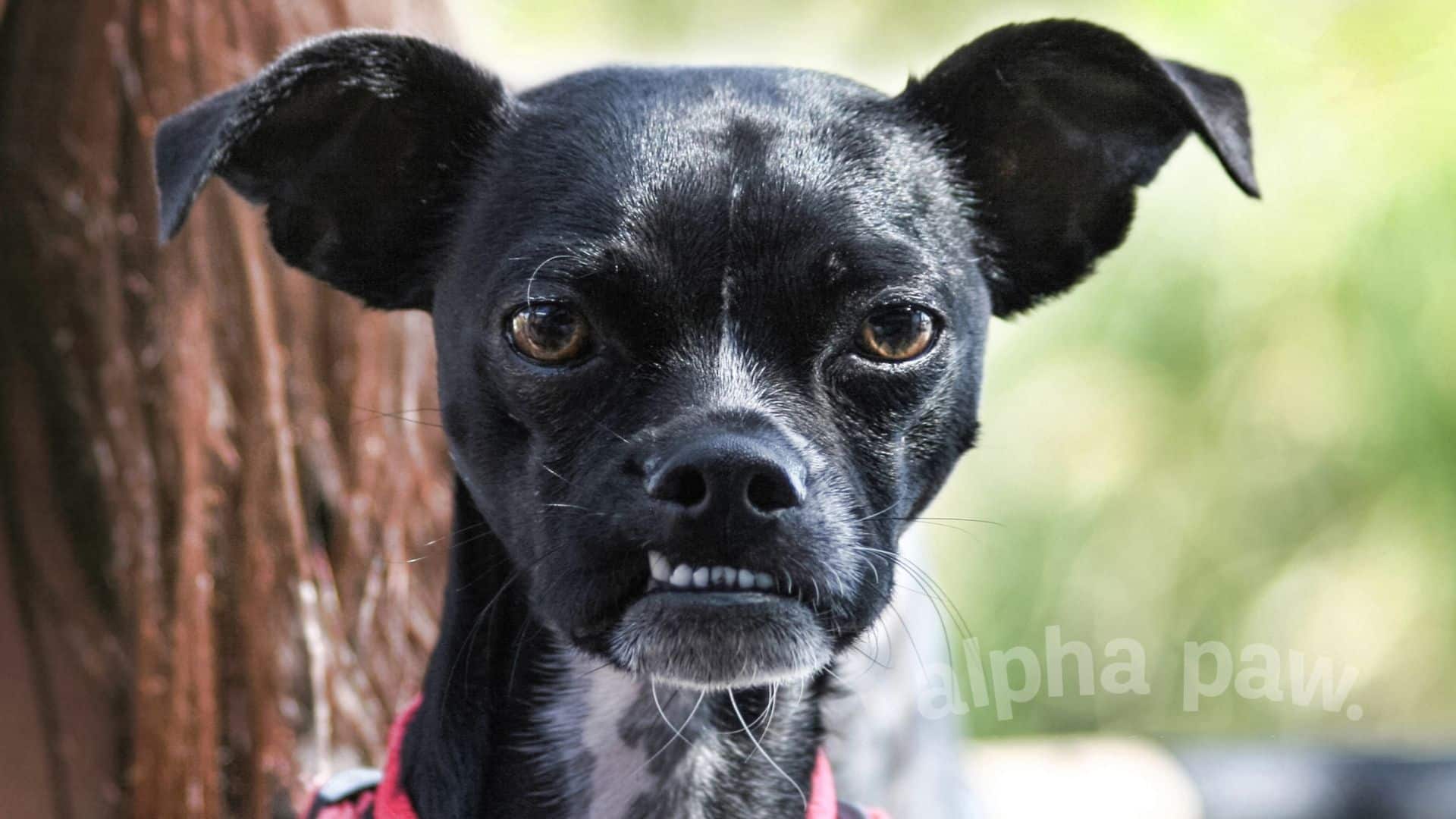40 Boston Terrier Mix Breeds That Are Picture-Pawfect