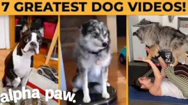 Video: 7 Greatest Dog Videos Of All Time!