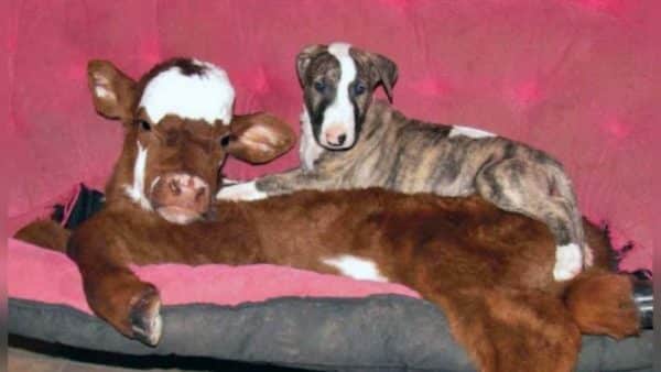 Amazing Animal Friendships: A Miniature Cow and Her Dog Pack