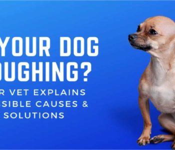 Is Your Dog Coughing? Our Vet Explains Possible Causes & Solutions