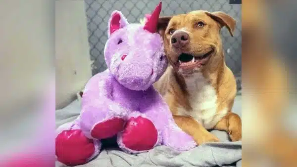 Lonely Stray Dog Steals Stuff Unicorn Toy for Comfort