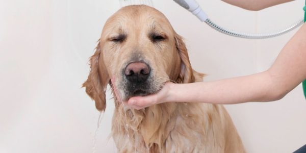 My Dog Hates Baths! What Can I Do! 