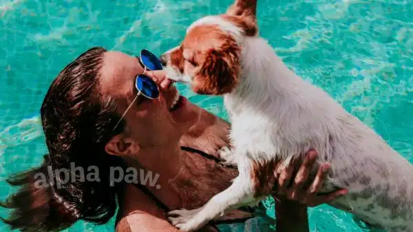 Teach Your Dog How to Swim With These Simple Steps