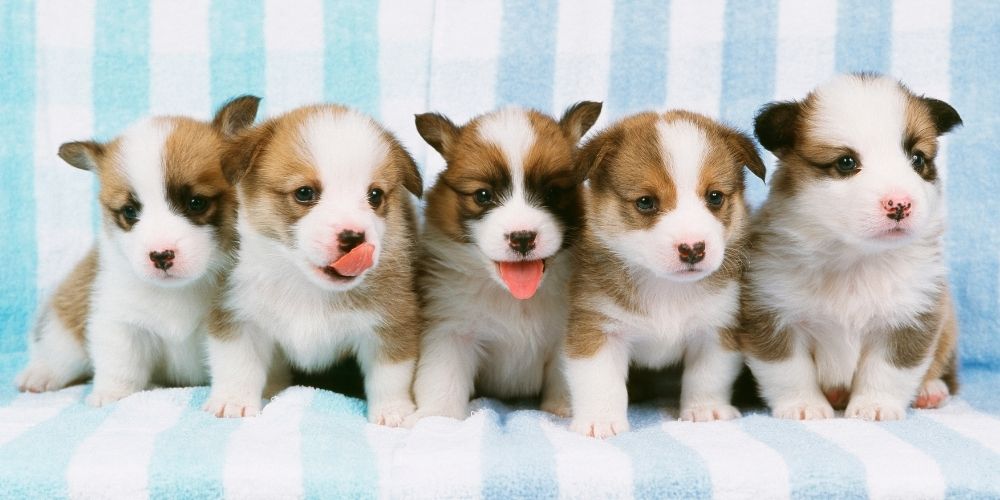The Essential New Puppy Checklist Your Family Needs
