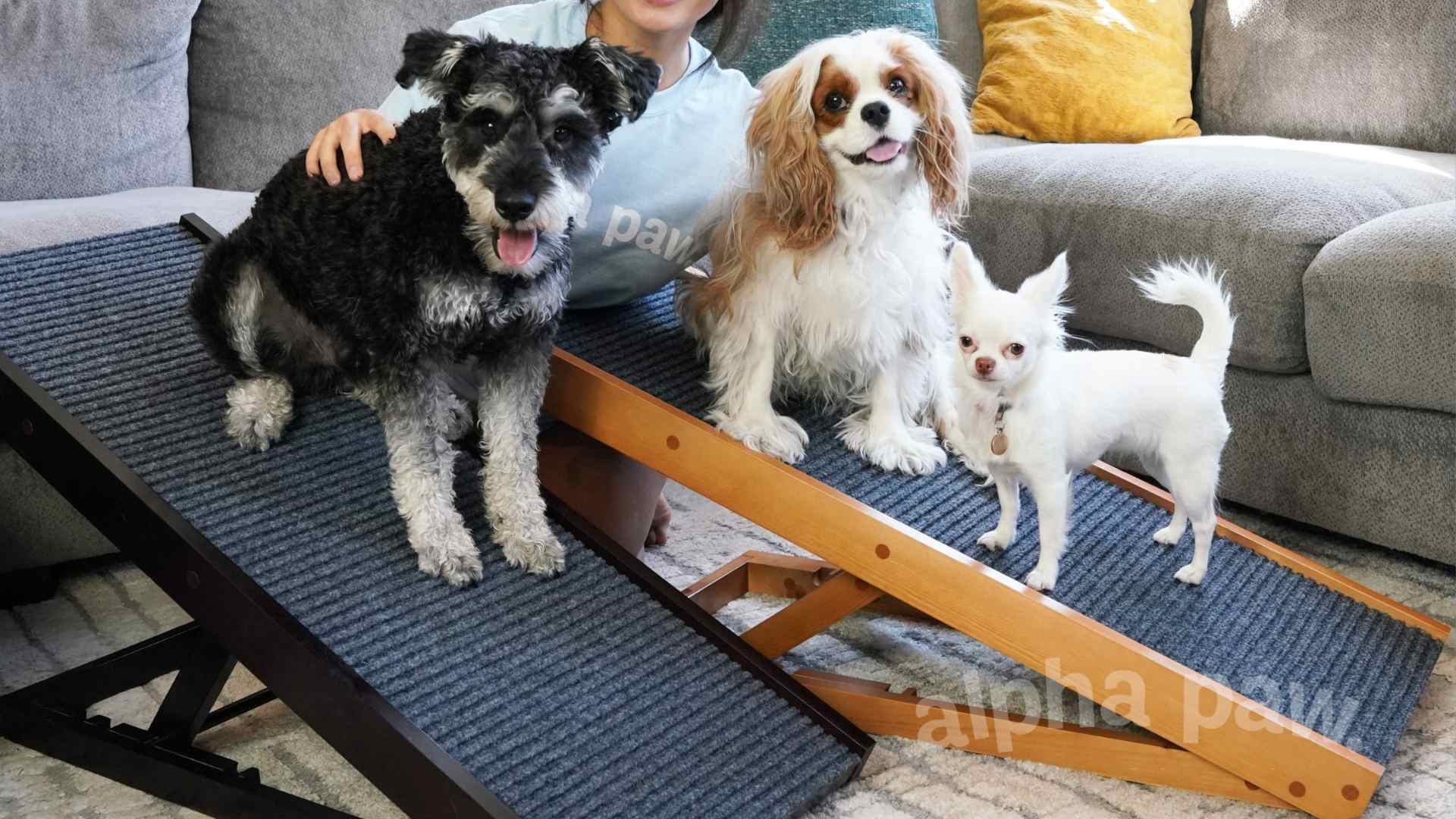 Top 5 Reasons You Need a Dog Ramp for Your Fur Family