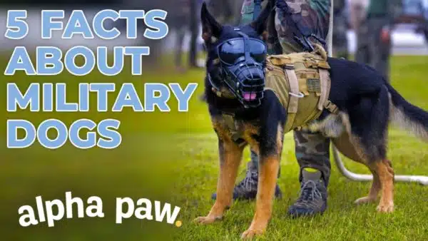 Video: 5 Facts About Military Dogs