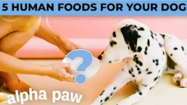 Video: 5 Human Foods Your Dog Can Eat