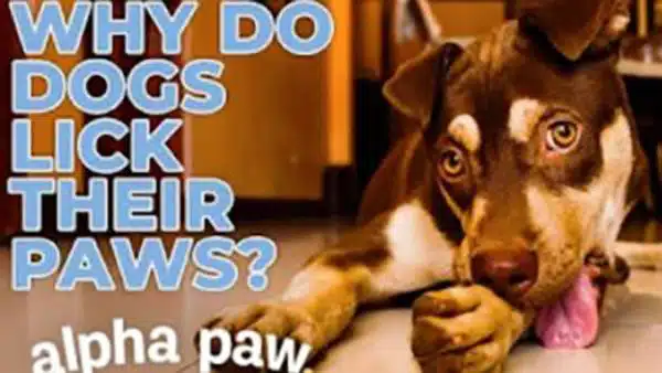 Video: Why Do Dogs Lick Their Paws? The Answers Will Surprise You!