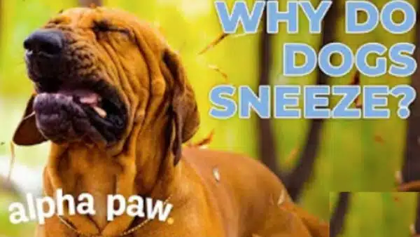 Video: Why Do Dogs Sneeze?