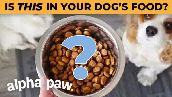 Video: What To Look For In Dog Food