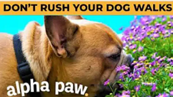 Video: Why You Shouldn’t Rush Your Dog On Walks
