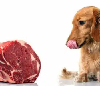 Will Too Much Protein in a Dog’s Diet Cause Health Problems?