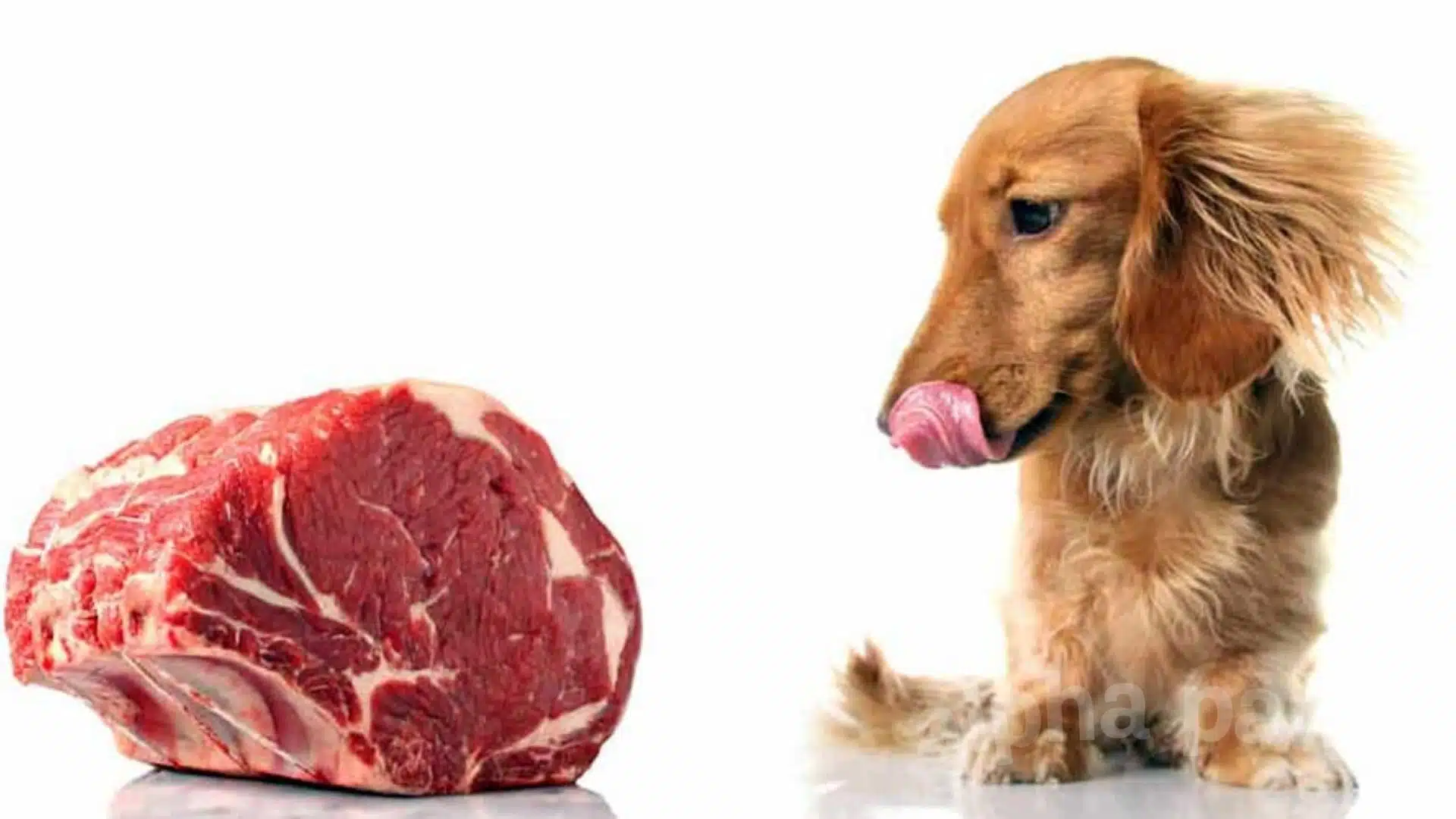 Will Too Much Protein in a Dog’s Diet Cause Health Problems?