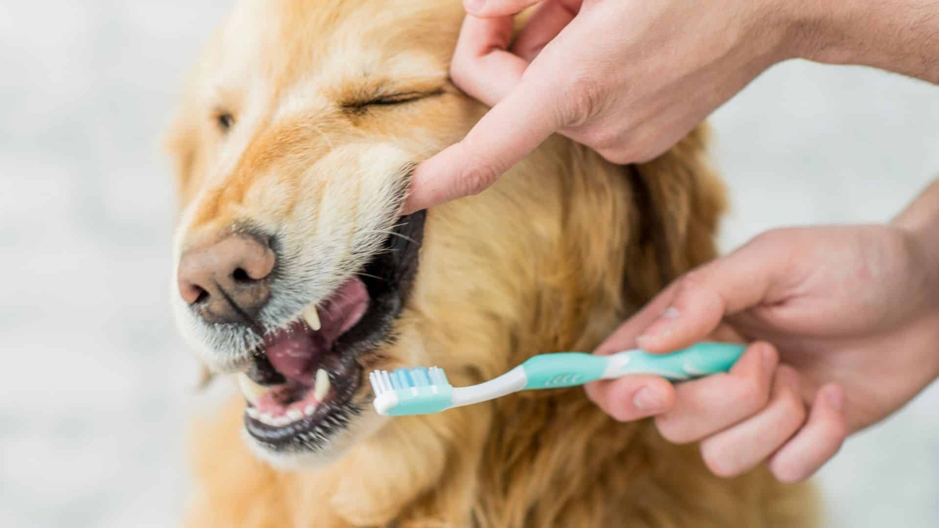 How This Easy-To-Use Formula Is Helping Owners Tackle This Often Overlooked Issue – Dental Health!