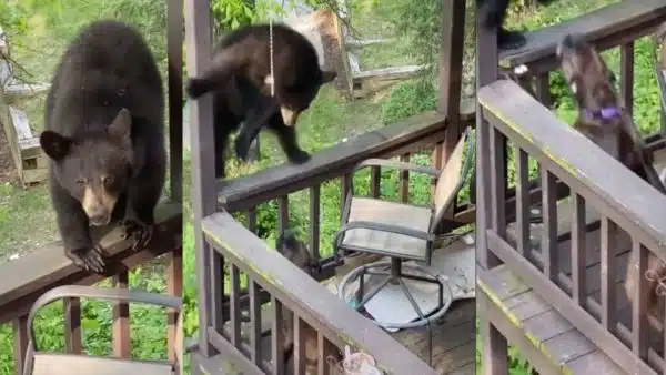 Watch Now: A Brave Dog Defends His Home Against A Surprised Bear
