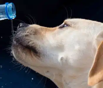 A Complete Guide To Using Dog Mouthwash for Canine Fresh Breath
