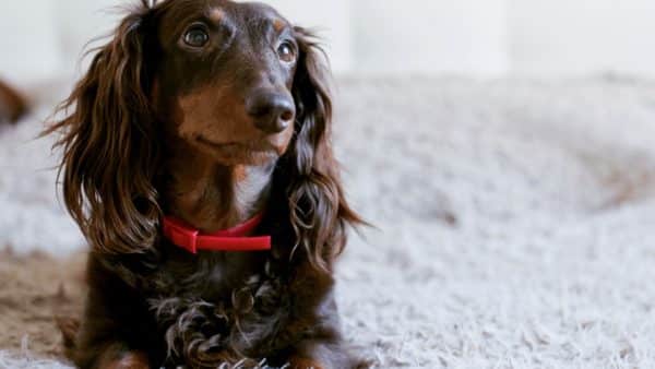 7 Reasons Why Dachshunds Are Switching To This Kibble