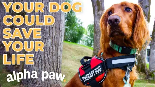 Video: 7 Ways Your Dog Can Save Your Life