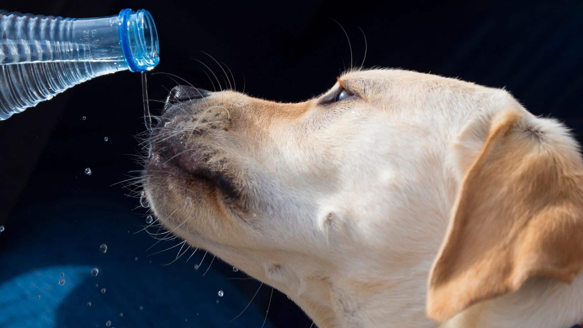 A Complete Guide To Using Dog Mouthwash for Canine Fresh Breath