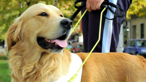 How To Adopt A Dog That Failed TSA Canine Training!