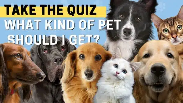A Doggone Quiz: What Kind of Pet Should I Get?