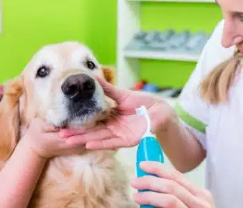 Dog Dental Care: How To Keep Your Dog’s Teeth Clean
