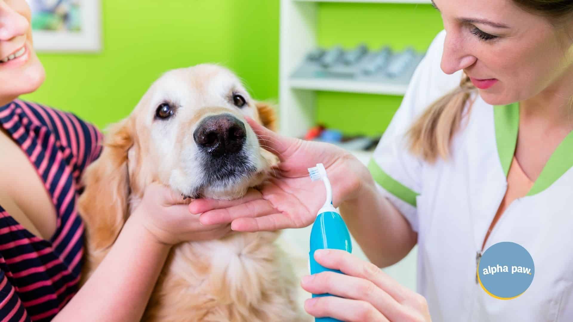 Dog Dental Care: How To Keep Your Dog’s Teeth Clean