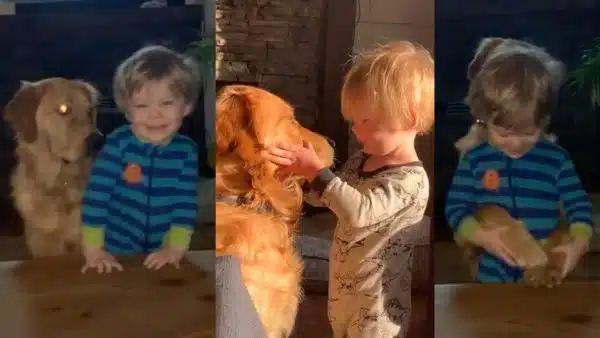 Family Dog Gives Heartwarming Human Hugs to Boy