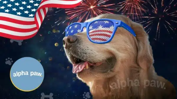 Have A Blast With Your Pup This 4th of July